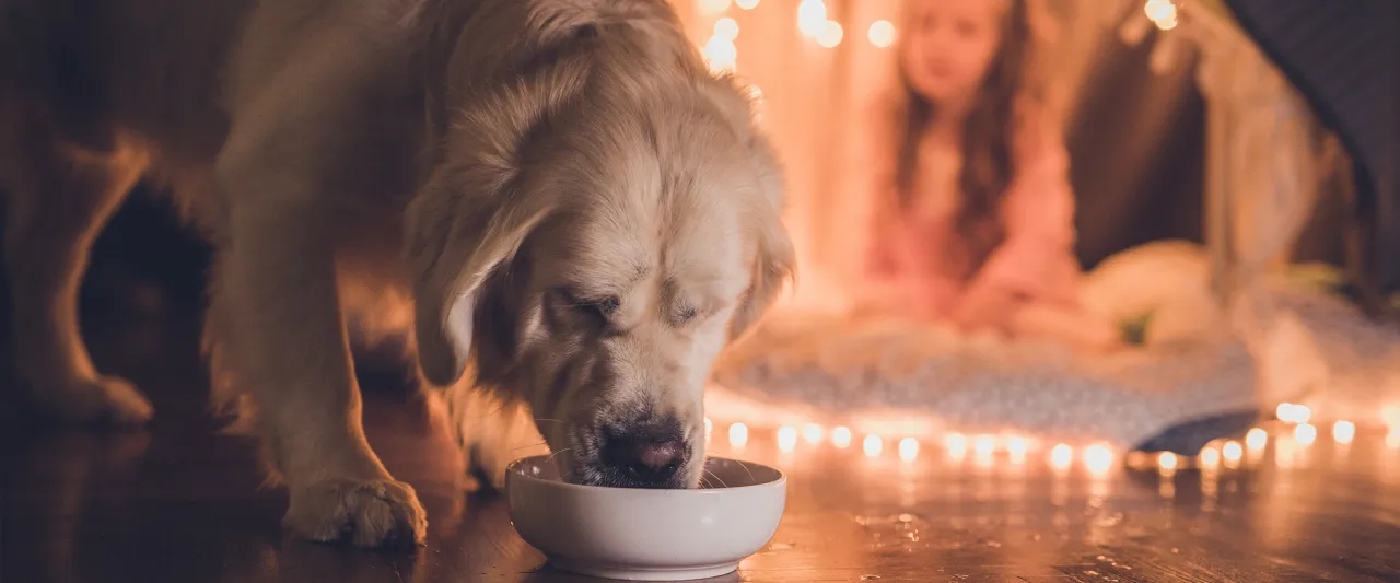 Czy pies może pić wodę z kranu? Sprawdź, co może mu zaszkodzić