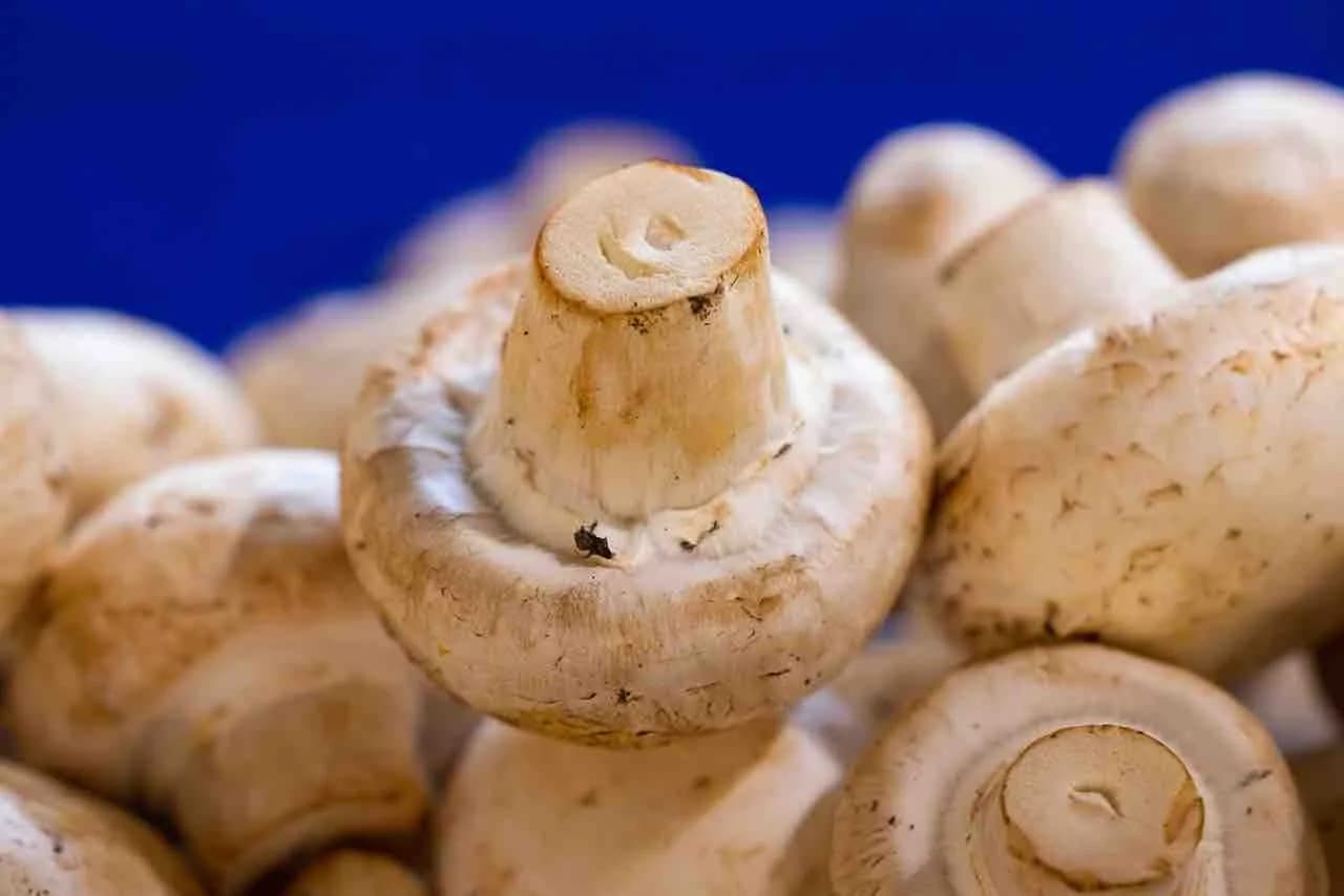 Ile kosztuje budowa pieczarkarni? Zaskakujące koszty inwestycji