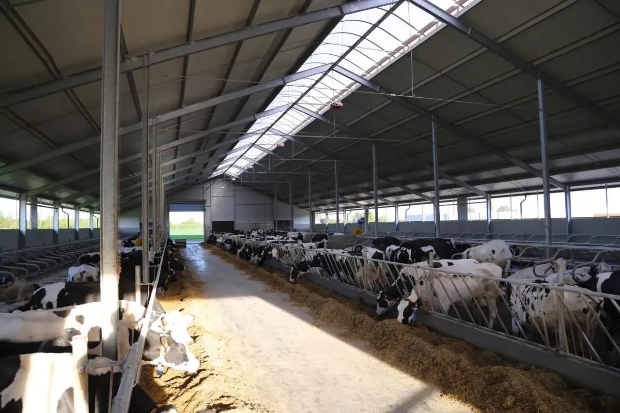 Ile kosztuje budowa obory na 30 sztuk bydła? Poznaj ukryte wydatki